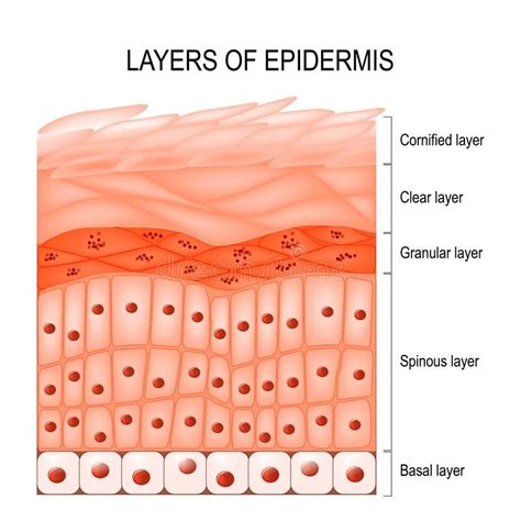 Layers of Epidermis: A Detailed Guide