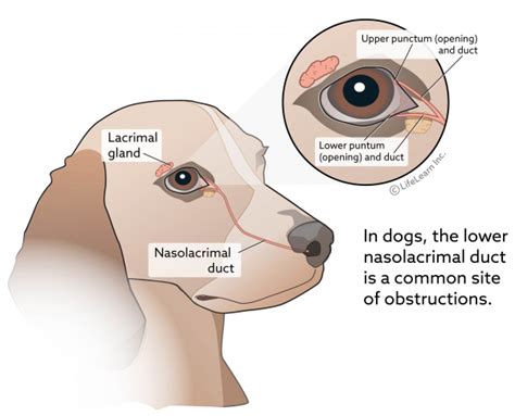 Eye Discharge (Epiphora) in Dogs | VCA Animal Hospital