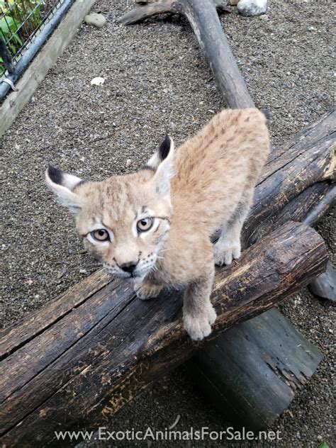 Eurasian Lynx, handraised cubs for Sale