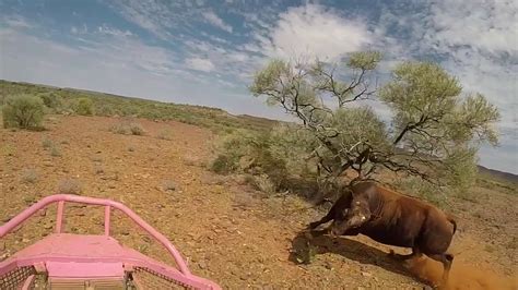 Bull catching in the Pilbara Western Australia - YouTube