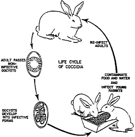 Rabbit Life Cycle Stages For Kids