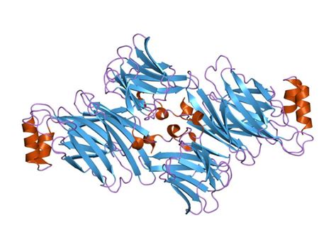 Clathrin Heavy Chains