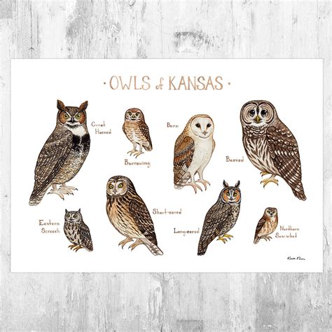 Kansas Owls Field Guide Art Print – Kate Dolamore Art