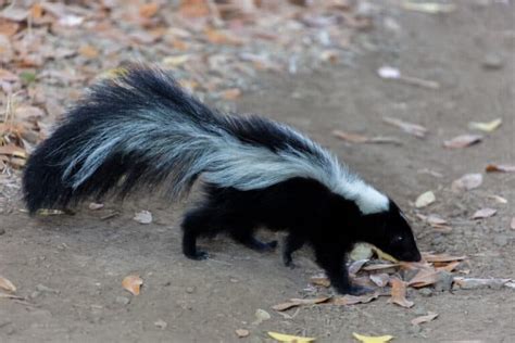 10 Best Skunk Repellents (and How to Use Them) - Pest Pointers