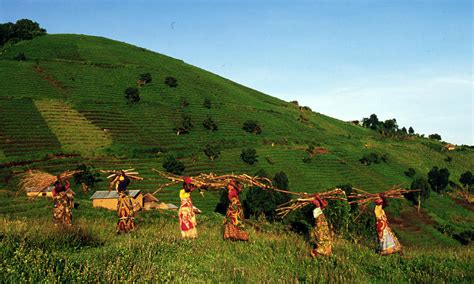 Congo Rainforest and Basin | Places | WWF