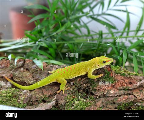 Madagascar Giant Day Gecko Stock Photo - Alamy