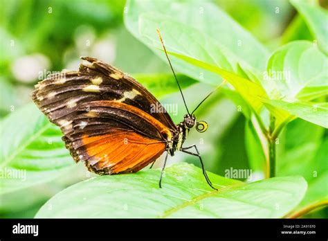 Heliconius butterfly on tropical foliage Stock Photo - Alamy