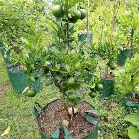 Full Sun Exposure Green Mosambi Fruit Plant, For Garden at Rs 150/piece ...