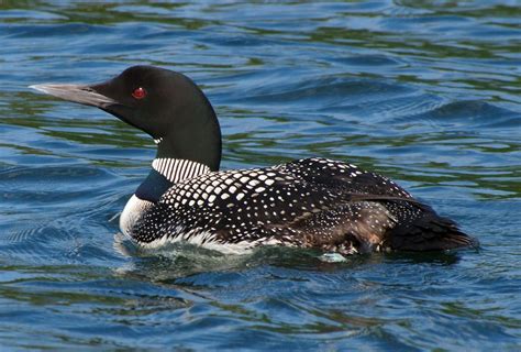 Attuned to loons: Birders track an obscure Florida flyway – Research News