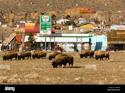 Yellowstone usa bison migration hi-res stock photography and images - Alamy