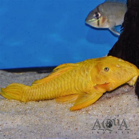 yellow chubby pleco Archives - Aqua Imports