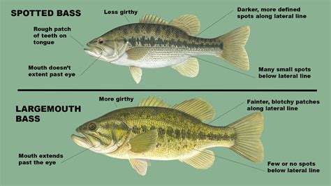 Spotted Bass vs Largemouth Bass | Afield Daily