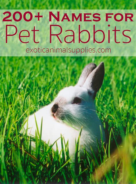 200+ Bunny Names & Ideas for Pet Rabbit Names - Exotic Animal Supplies