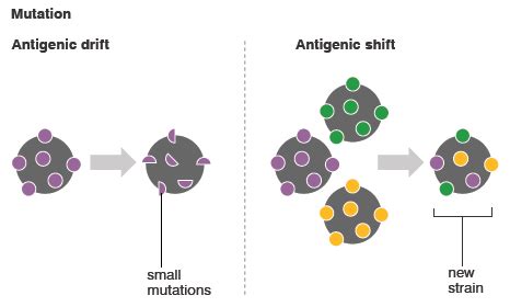 Antigenic Shift and Drift | Epomedicine