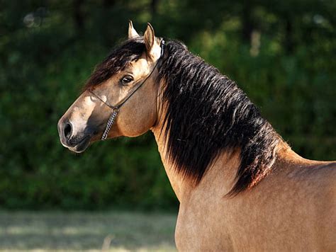 160+ Beautiful Bay Horse With Long Mane Stock Photos, Pictures ...