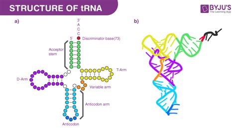 Mrna Structure And Function