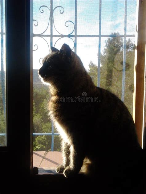 Cat Silhouette in Window stock image. Image of sillouette - 50792815