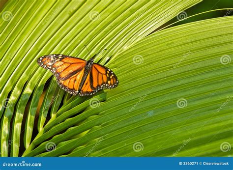 Orange monarch Butterfly stock image. Image of beautiful - 3360271