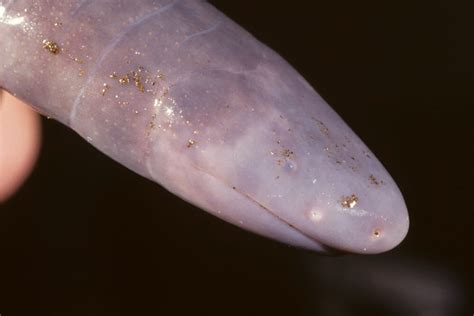 Caecilian | San Diego Zoo Animals & Plants