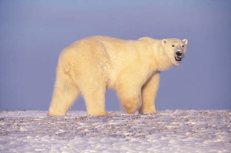 Polar bear fatally mauls woman and boy in Northwest Alaska village