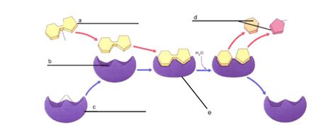 Label the lock and key model of the enzyme-substrate complex. - brainly.com