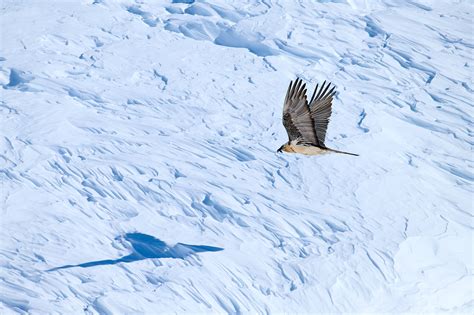 Photographing the Bearded Vulture: The Delicate Sound of Smashing Bones