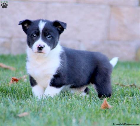 Lab Border Collie Mix Dogs