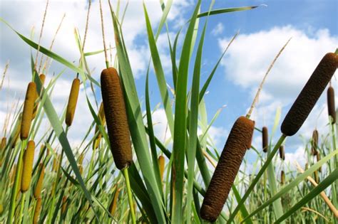 Cattail - Wildlife Heritage Foundation