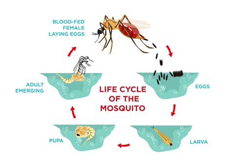 Mosquito Identification, Life Cycle & Anatomy - Types of Mosquitoes