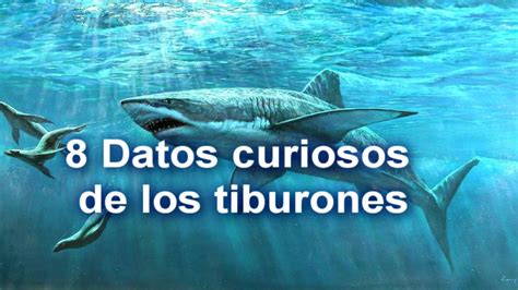 12 Datos Curiosos De Los Tiburones Youtube – Otosection