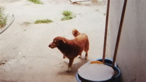 There's a new world's oldest living dog -- and he's the oldest ever ...