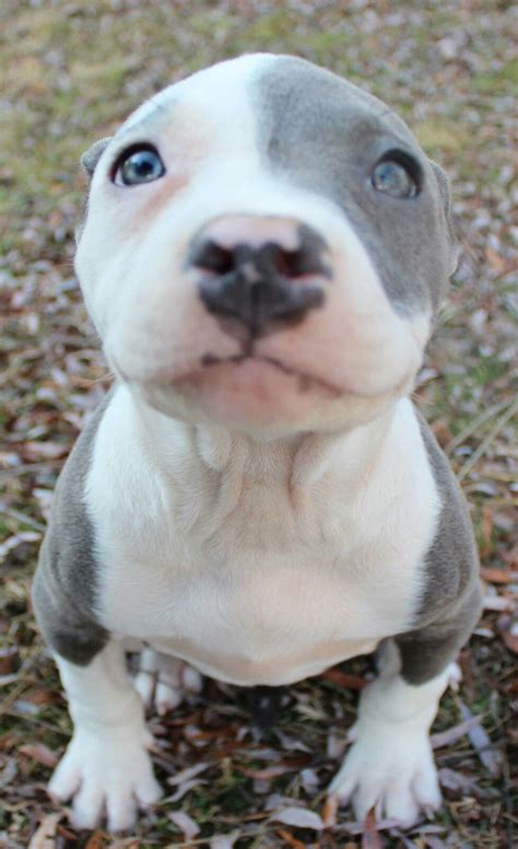 All White Pitbull Puppies With Blue Eyes For Sale - Pitbull Dog