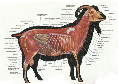 Anatomy, Large animals, Horse anatomy