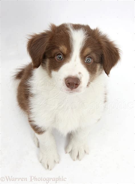 Dog: Cute chocolate Border Collie puppy, 7 weeks old photo WP40773