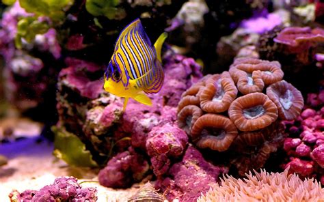 Colorful Coral Reef Wallpaper - WallpaperSafari