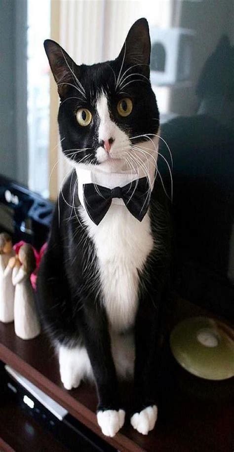 20 Most Popular Tuxedo Cat Names | Cat Guides | Beautiful cats, Cute ...