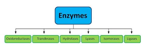 What are Enzymes -Structure,Classification and Example of Enzymes