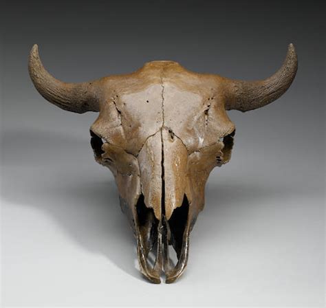 Bonhams : Ice Age Bison Skull from Kansas