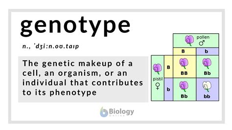 Genotype Definition and Examples - Biology Online Dictionary