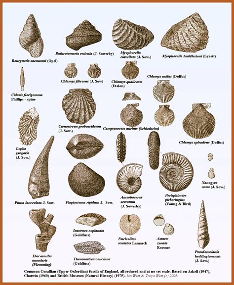 Fossil Types | Fossils, Fossil hunting, Geology