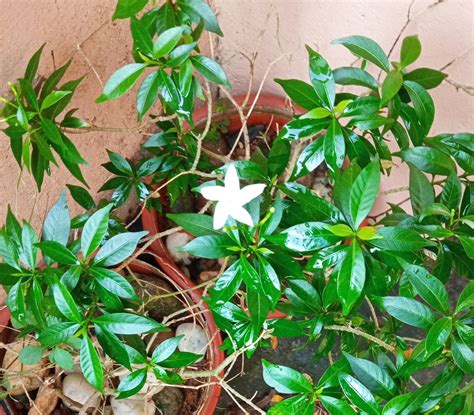 Crape Jasmine flower and bud (Tabernaemontana divaricata) - Scenic Pixels