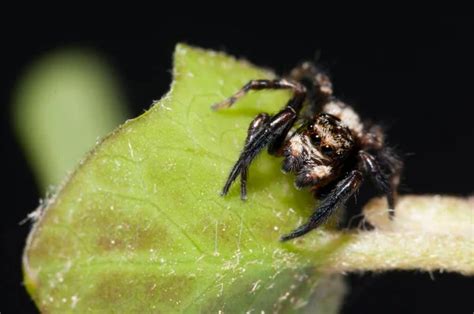 Hot jumping spider Stock Photos, Royalty Free Hot jumping spider Images ...