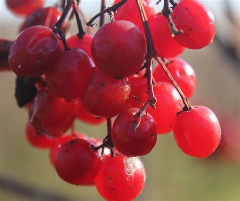 Red Berries image - Free stock photo - Public Domain photo - CC0 Images