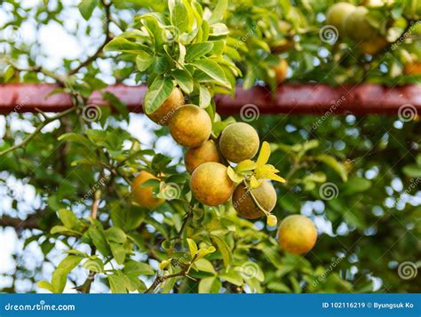 Trifoliata Orange tree stock image. Image of agriculture - 102116219