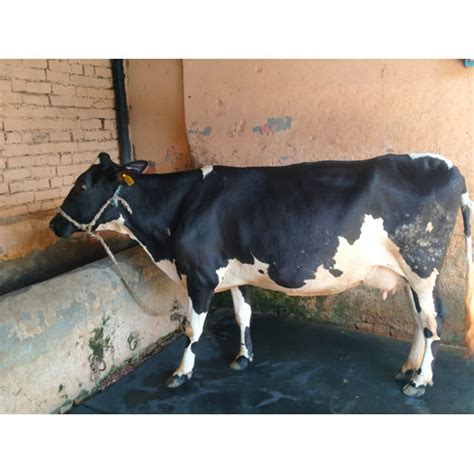 Different Available Hf Breed Cow at Best Price in Karnal | Vijay Dairy Farm