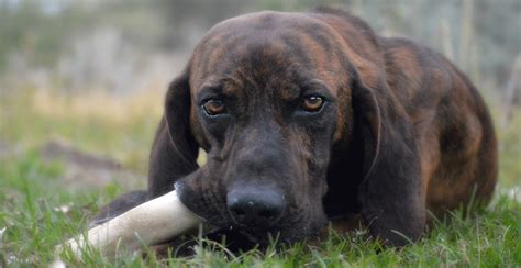 Plott Hound Breed Guide (Lifespan, Size & Characteristics)