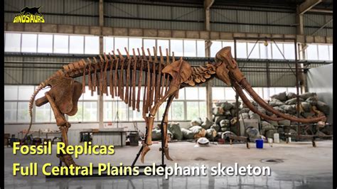 Fossil Skeleton: Full Lifesize Palaeoloxodon Namadicus Skeleton For ...