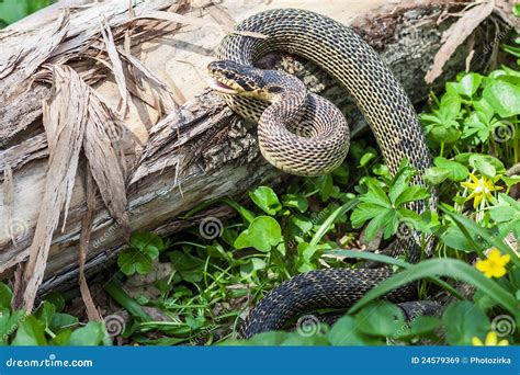 Snake in natural habitat stock image. Image of habitat - 24579369