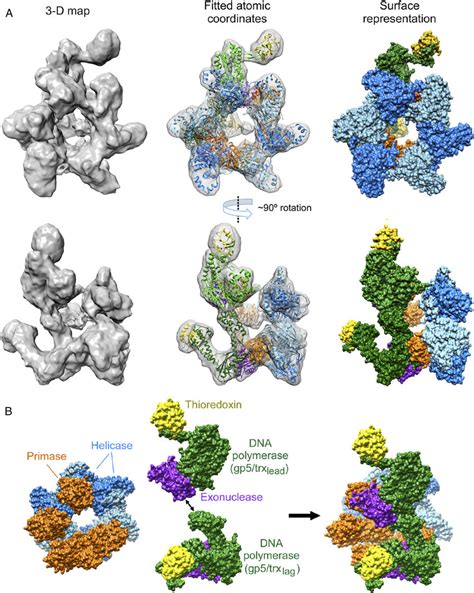 Architecture of the replisome. (A) The structure reveals the presence ...