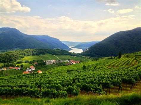 Austrian wine, apricots and art in a World Heritage landscape